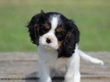 Un chiot mâle Cavalier King Charles LOF tricolore à vendre