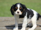 Un chiot mâle Cavalier King Charles LOF tricolore à vendre