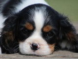 Un chiot mâle Cavalier King Charles LOF tricolore à vendre