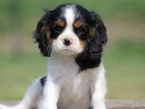 Un chiot mâle Cavalier King Charles LOF tricolore à vendre