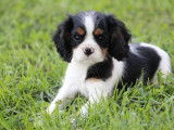 Un chiot mâle Cavalier King Charles LOF tricolore à vendre