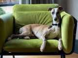 Mâle Whippet LOF disponible pour saillie