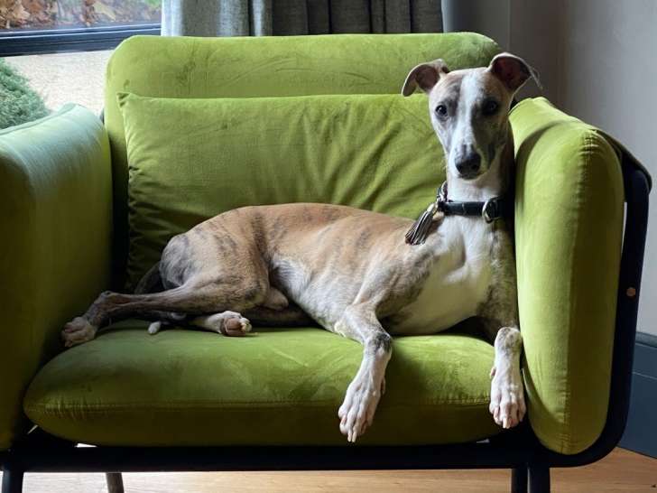 Mâle Whippet LOF disponible pour saillie