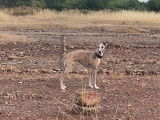 Mâle Whippet LOF disponible pour saillie