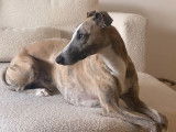 Mâle Whippet LOF disponible pour saillie