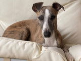Mâle Whippet LOF disponible pour saillie