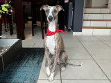 Mâle Whippet LOF disponible pour saillie