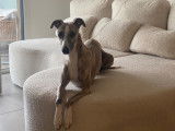 Mâle Whippet LOF disponible pour saillie