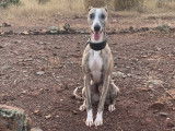 Mâle Whippet LOF disponible pour saillie