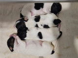 4 chiots Épagneuls Nain Continental Papillon fauves à réserver (LOF)