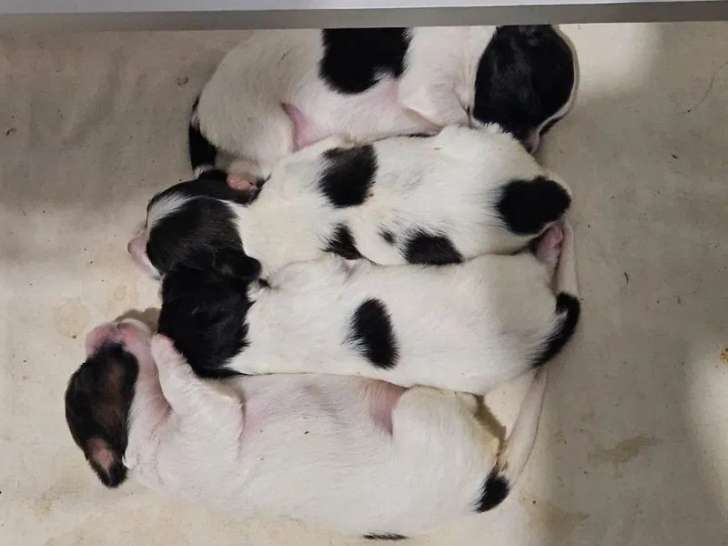 4 chiots Épagneuls Nain Continental Papillon fauves à réserver (LOF)