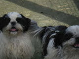 2 chiots Shih Tzu à vendre (LOF)