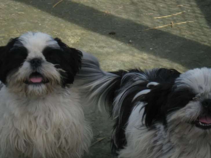 2 chiots Shih Tzu à vendre (LOF)