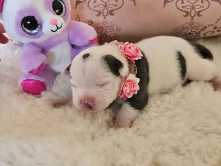 Adorables chiots Staffie à réserver