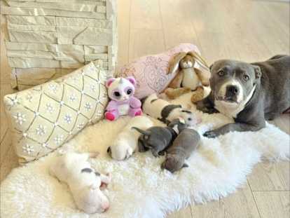 Adorables chiots Staffie à réserver