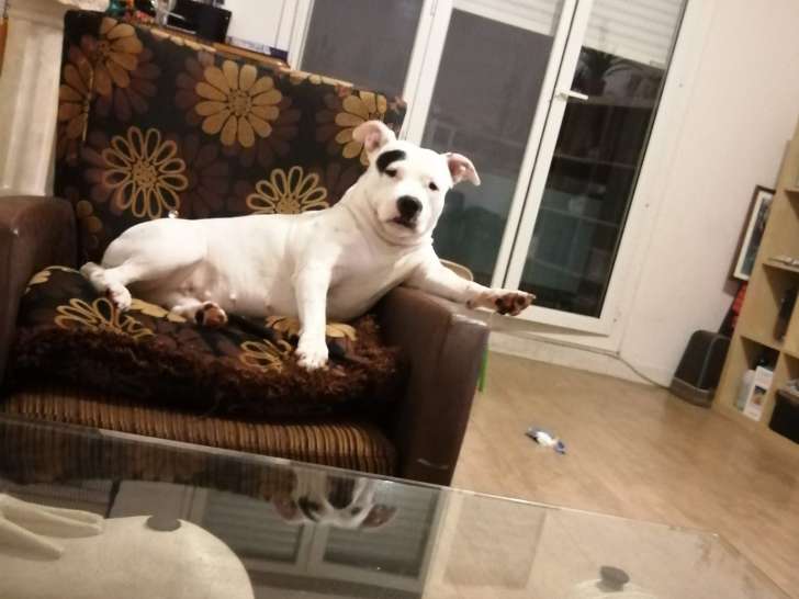 Chienne Amstaff à donner