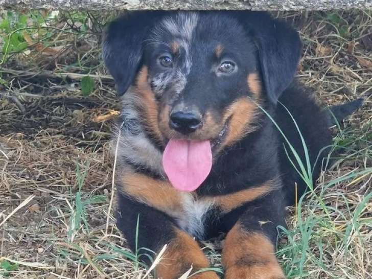 3 chiots Beaucerons disponibles à l’achat (LOF)
