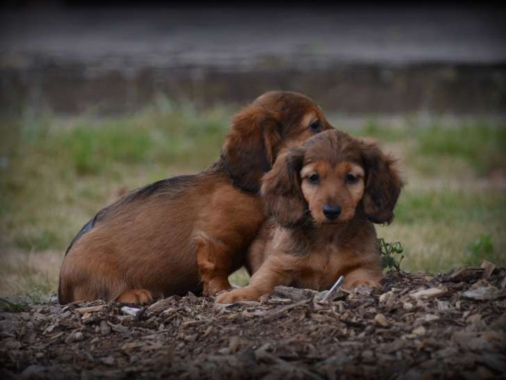 Chiots Teckel à poils long à vendre