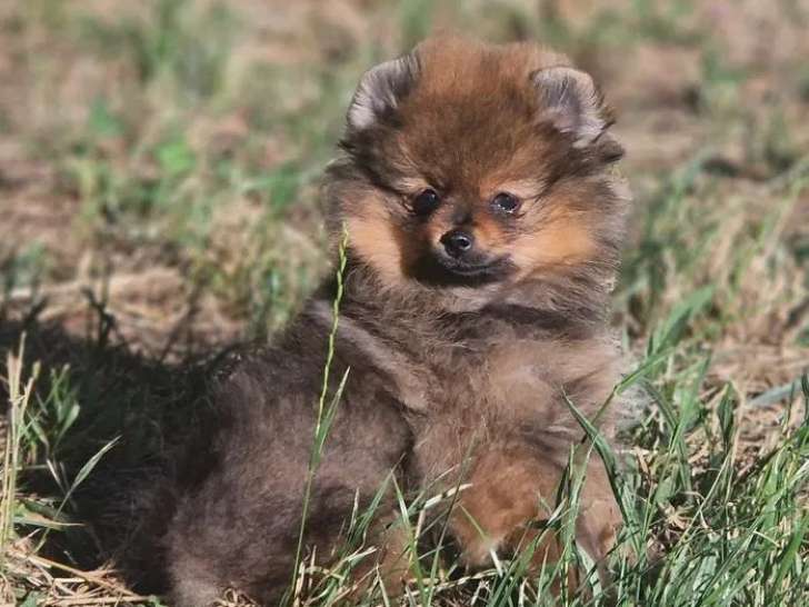 2 chiots femelles Spitz Allemands LOF disponibles à la vente