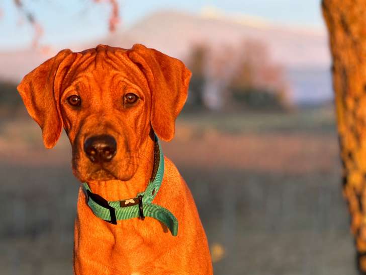 Naissance de chiots Rhodesian Ridgeback à venir