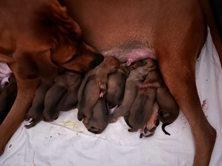 Naissance de chiots Rhodesian Ridgeback