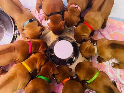 5 mâles et 5 femelles