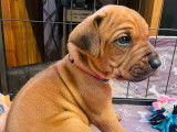 Naissance de chiots Rhodesian Ridgeback