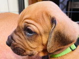 Naissance de chiots Rhodesian Ridgeback