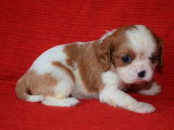 4 chiots Cavaliers King Charles LOF à réserver