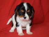4 chiots Cavaliers King Charles LOF à réserver