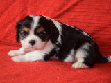 4 chiots Cavaliers King Charles LOF à réserver