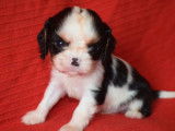 4 chiots Cavaliers King Charles LOF à réserver