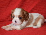4 chiots Cavaliers King Charles LOF à réserver