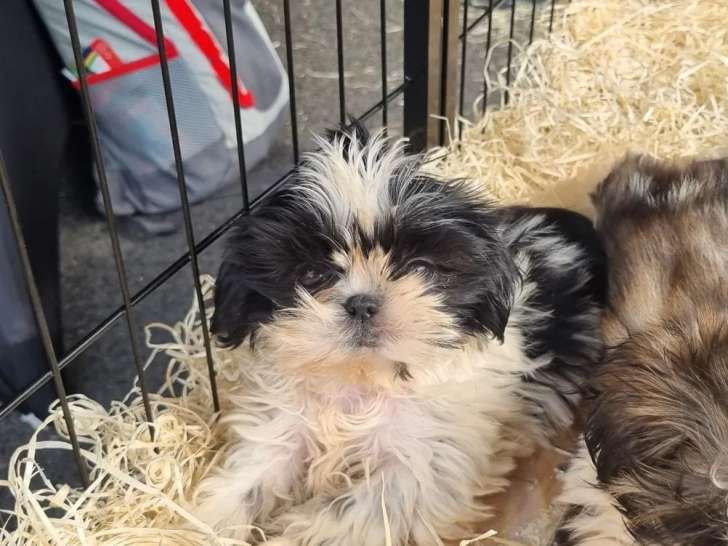 À vendre 2 chiots femelles Shih Tzu LOF