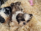 À vendre 2 chiots femelles Shih Tzu LOF