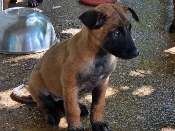 10 chiots Bergers Belges Malinois à acheter (LOF)