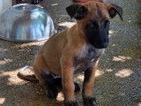 10 chiots Bergers Belges Malinois à acheter (LOF)