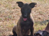 10 chiots Bergers Belges Malinois à acheter (LOF)