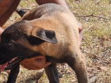 10 chiots Bergers Belges Malinois à acheter (LOF)