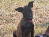 10 chiots Bergers Belges Malinois à acheter (LOF)