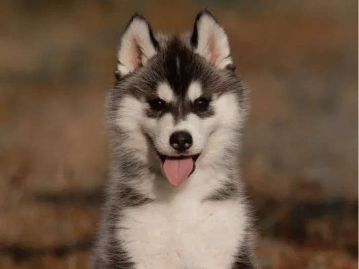 À réserver 2 chiots mâles Huskys Sibériens LOF