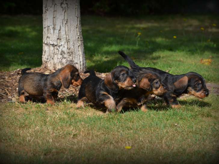 Chiots Teckel à poil dur à vendre