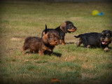 Chiots Teckel à poil dur à vendre