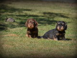 Chiots Teckel à poil dur à vendre