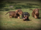 Chiots Teckel à poil dur à vendre