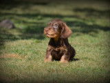 Chiots Teckel à poil dur à vendre