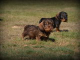 Chiots Teckel à poil dur à vendre