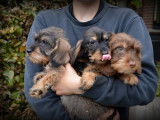 Chiots Teckel à poil dur à vendre