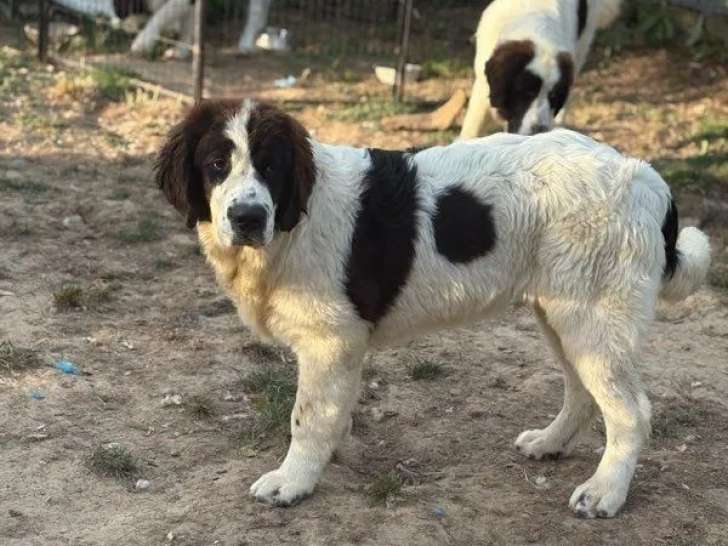 Un chiot femelle Landseer LOF à vendre