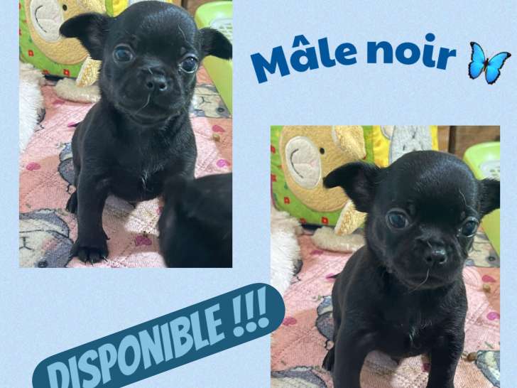 Chiots chihuahua mâles et femelles
